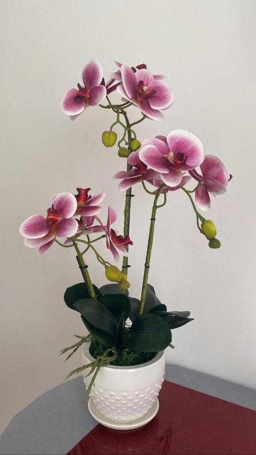 Affittacamere L'Orchidea Ventimiglia Exterior foto
